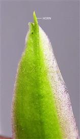  Sepal
